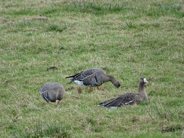 球直接破解 球直接破解