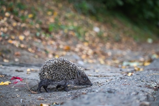 这种球输得 这种球输得